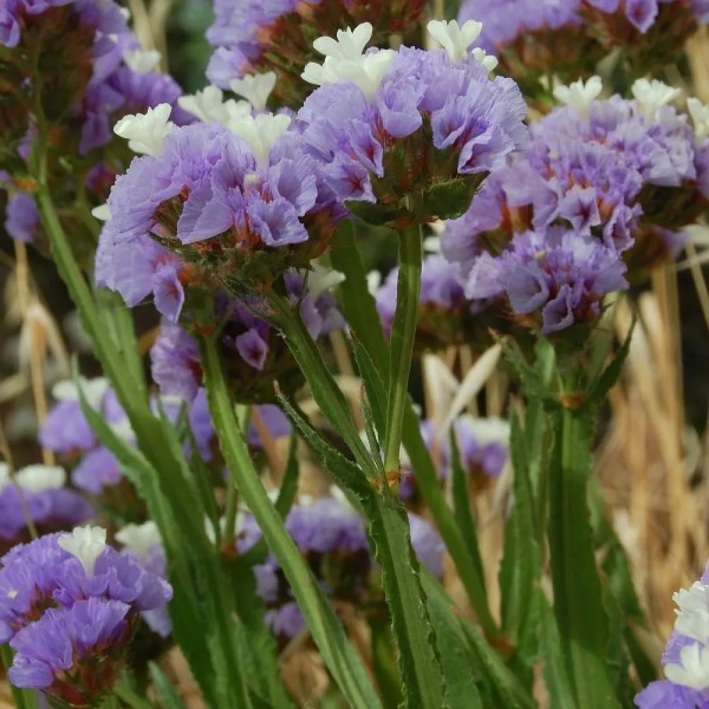 Praktrisp Limonium sinuatum – lavendel