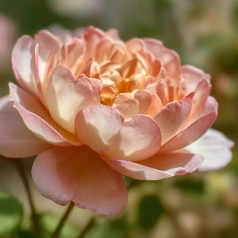 Ros 'Caramel Ray' – barrotad