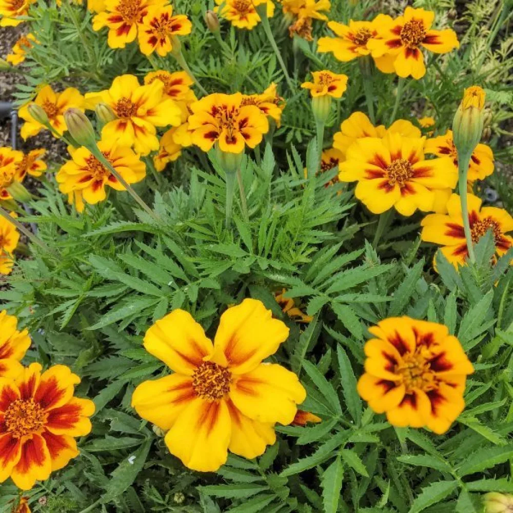Fransk tagetes 'Dainty Marietta'
