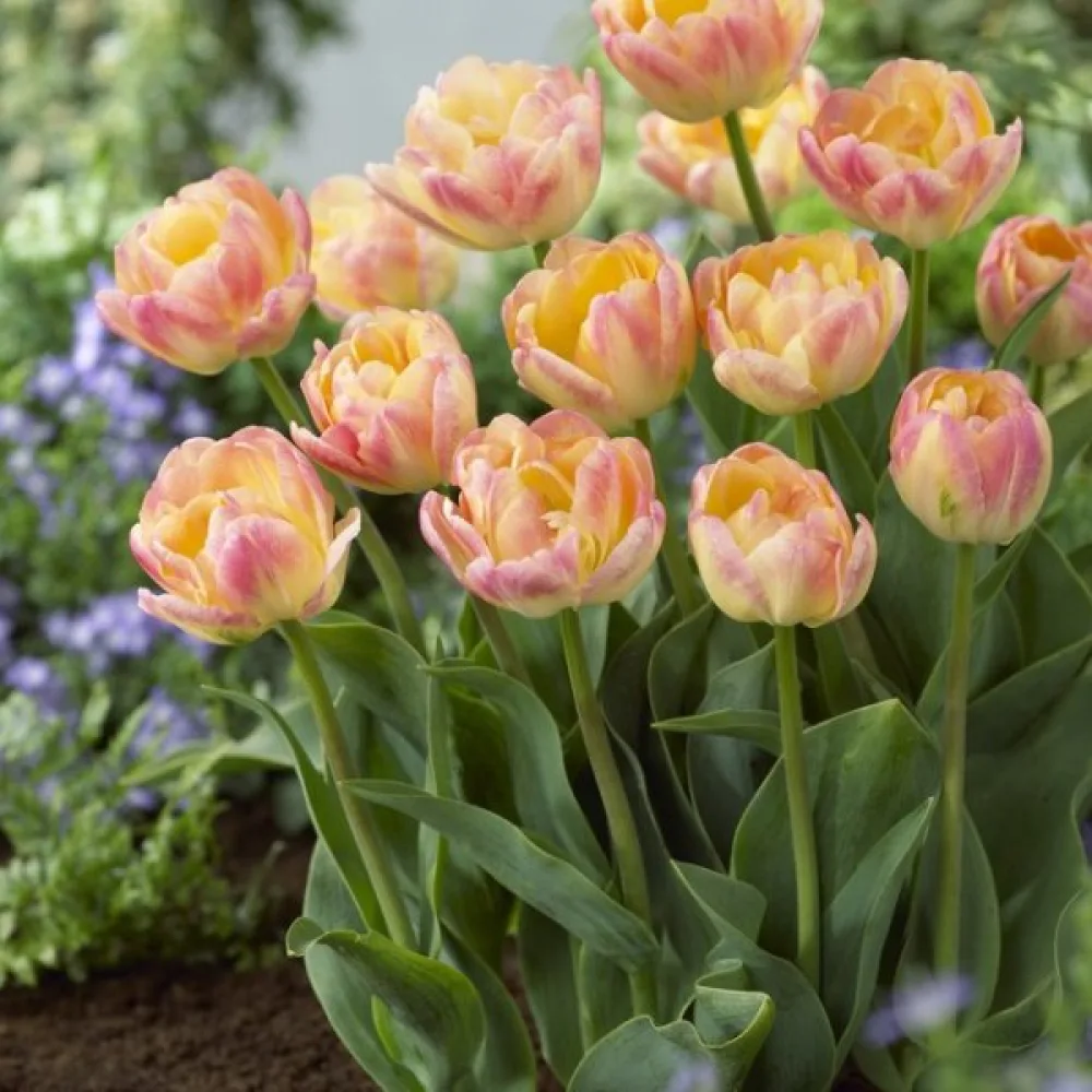 Tulpan 'Creme Upstar'