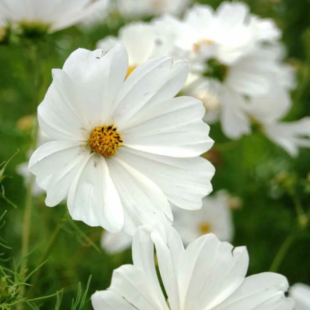Rosenskära 'Sensation Purity' vit