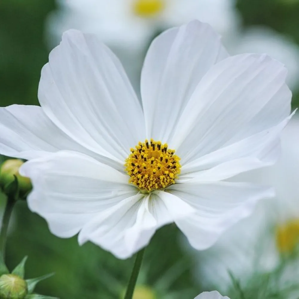 Rosenskära 'Sensation Purity' vit