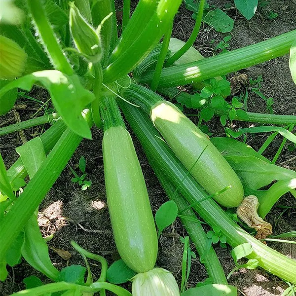 Zucchini 'Bianca di Trieste'