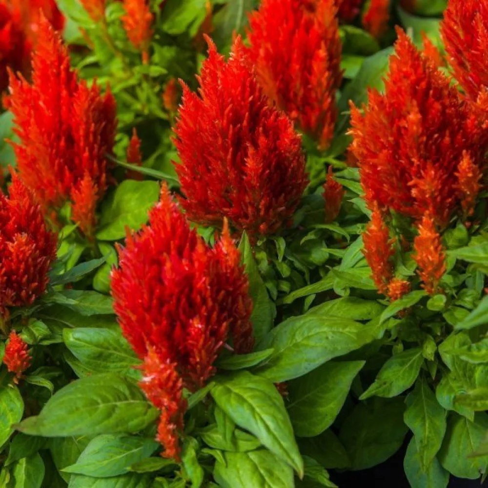 Plymcelosia 'Scarlet Plume', röd med ljusgröna blad