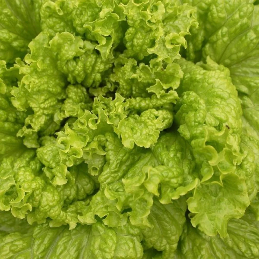 Sallad 'Australische Gele'