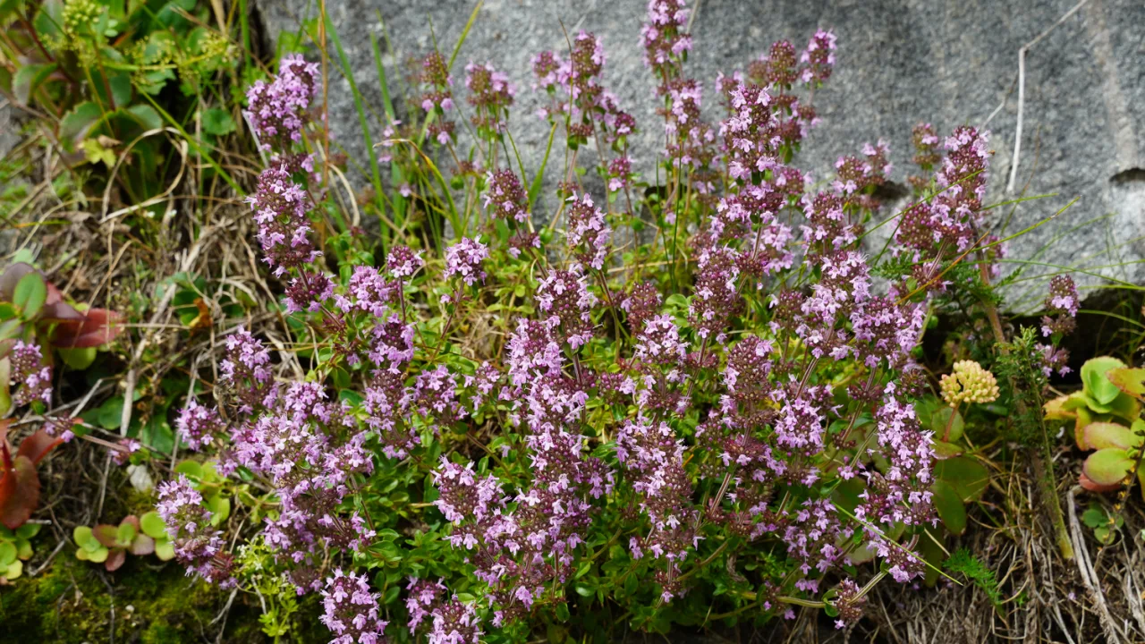 Blommande timjan mellan stenar