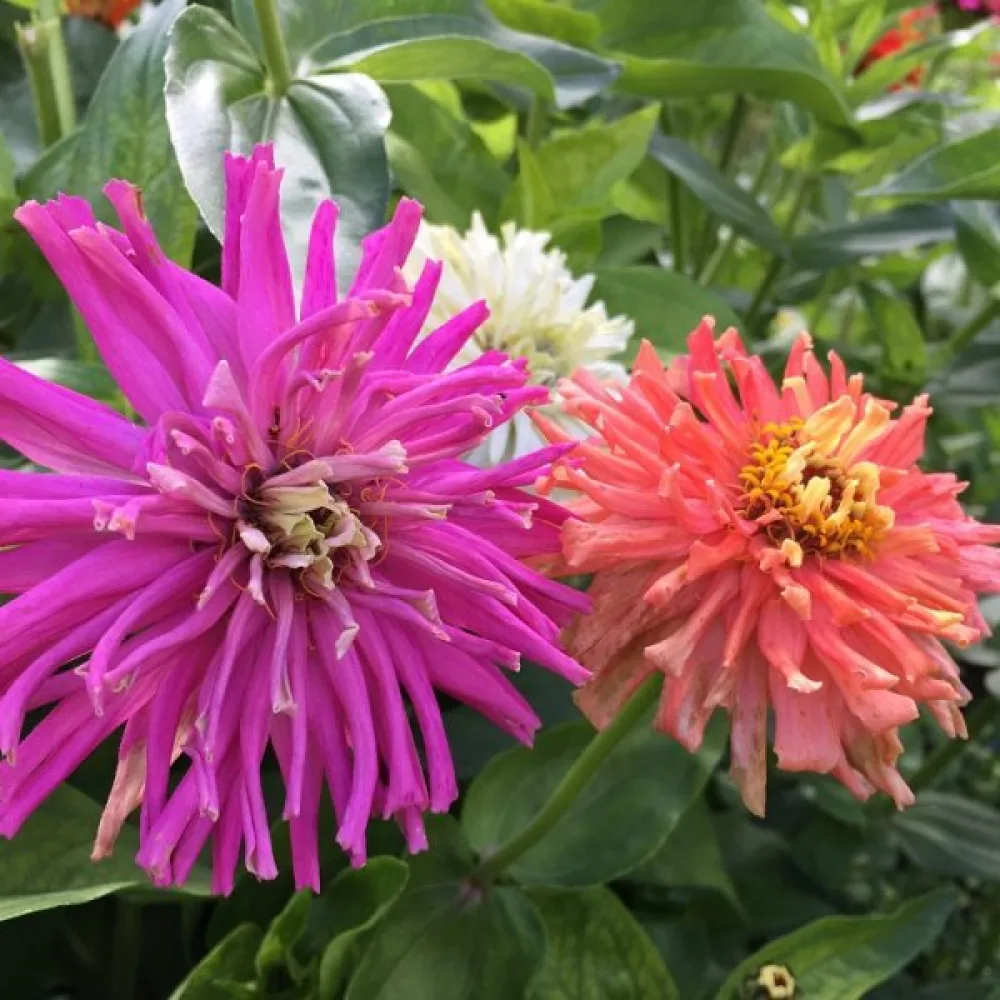 Zinnia 'Cactus Giant Formula Mixture'