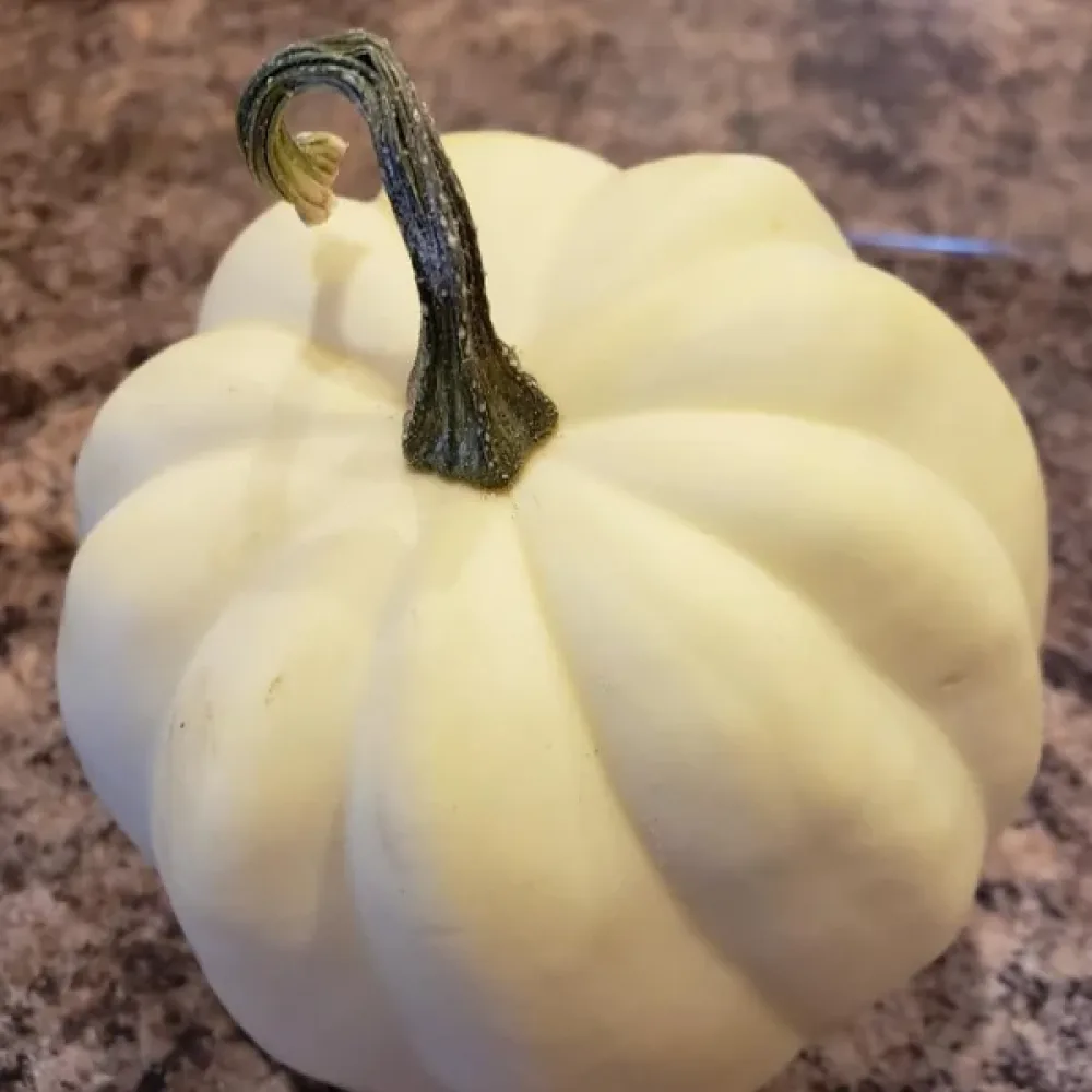 Minipumpa 'Ball White'