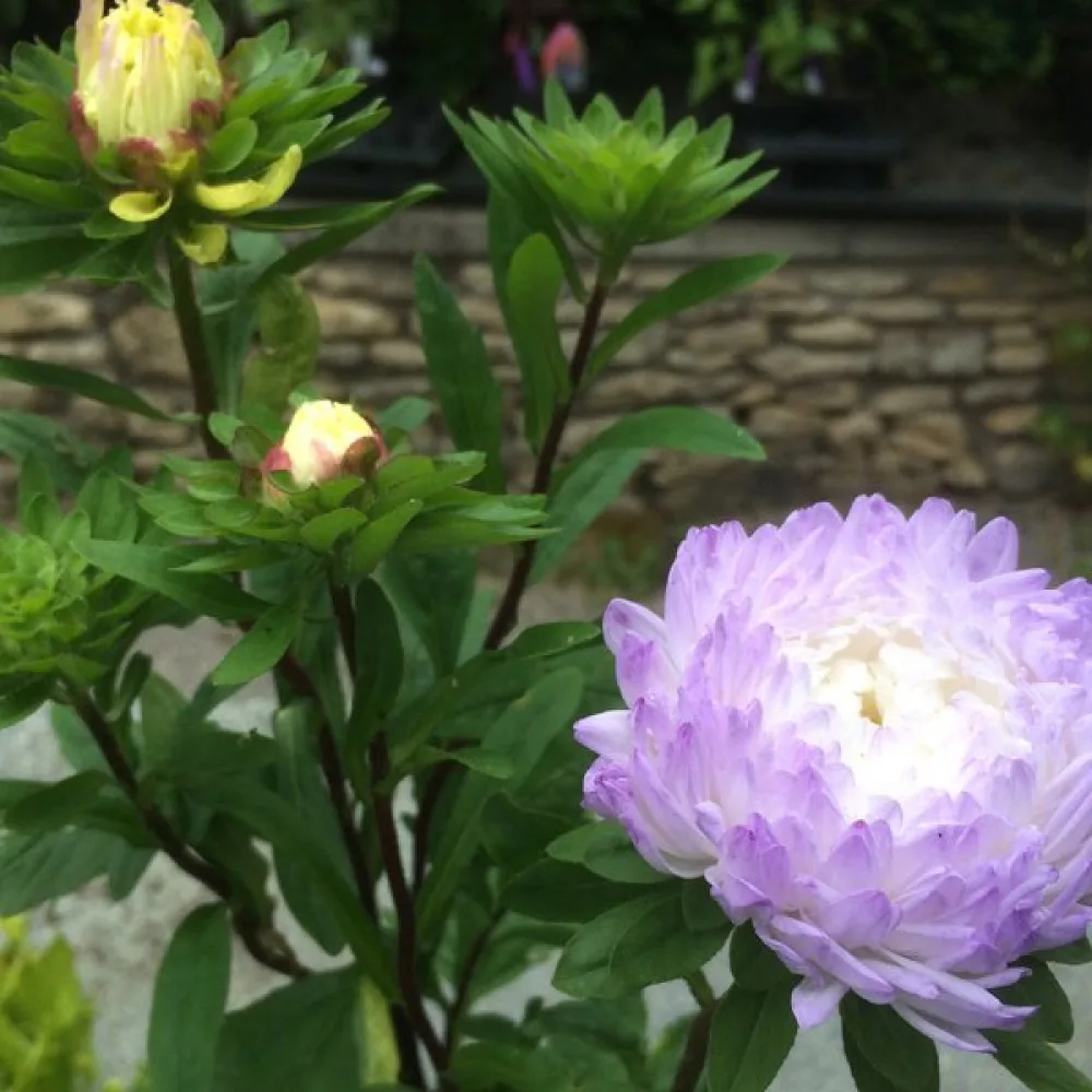 Sommaraster – pionblommig, silverblå