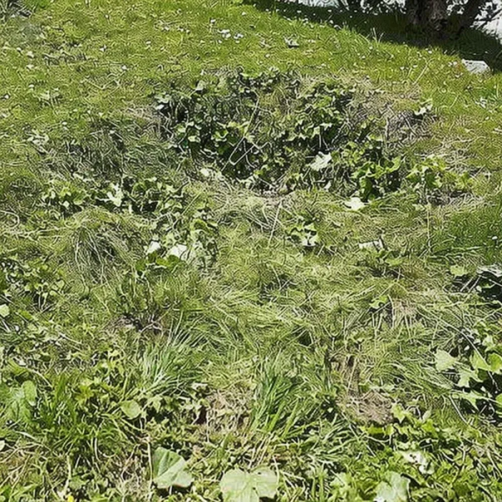 Krypven