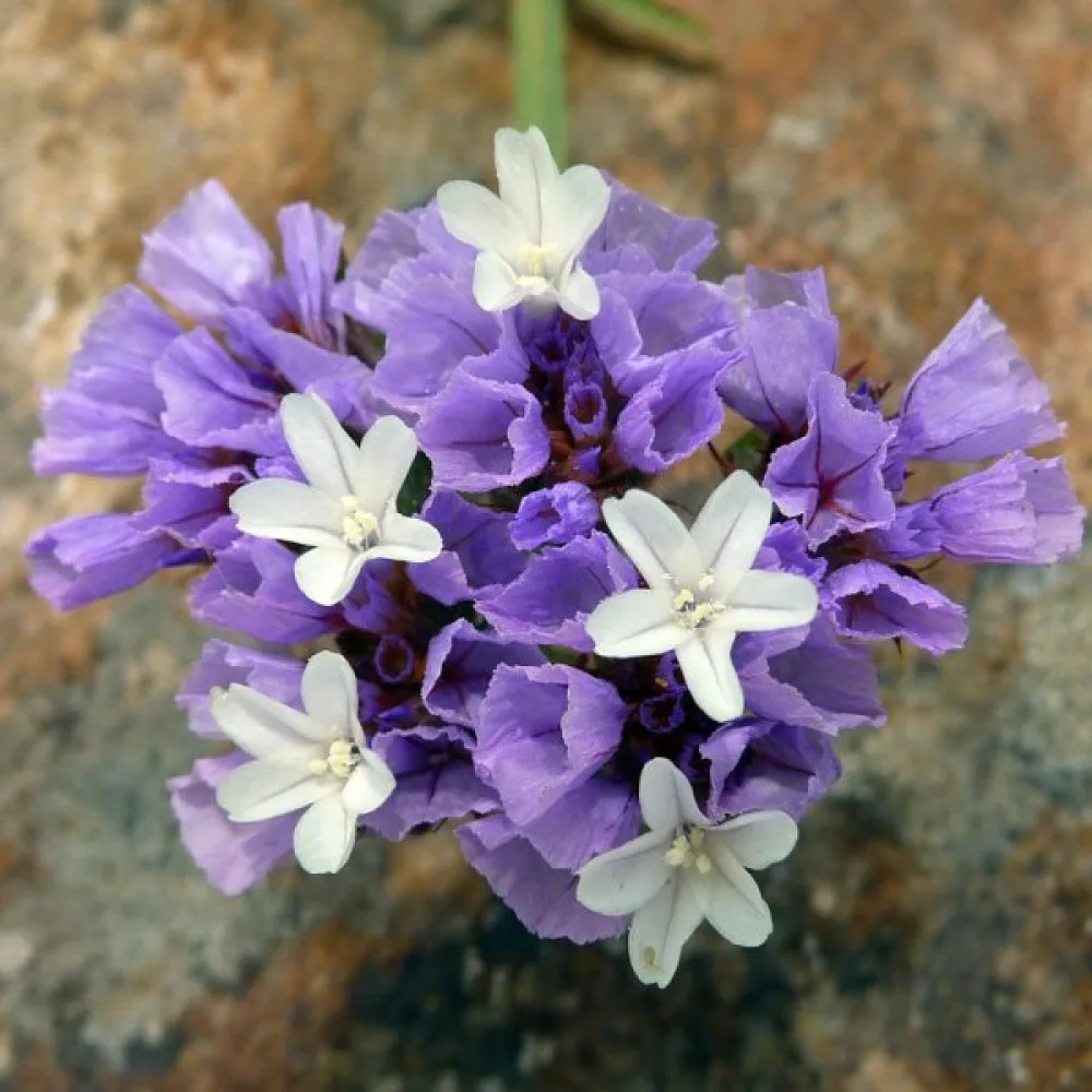 Praktrisp Limonium sinuatum – lila