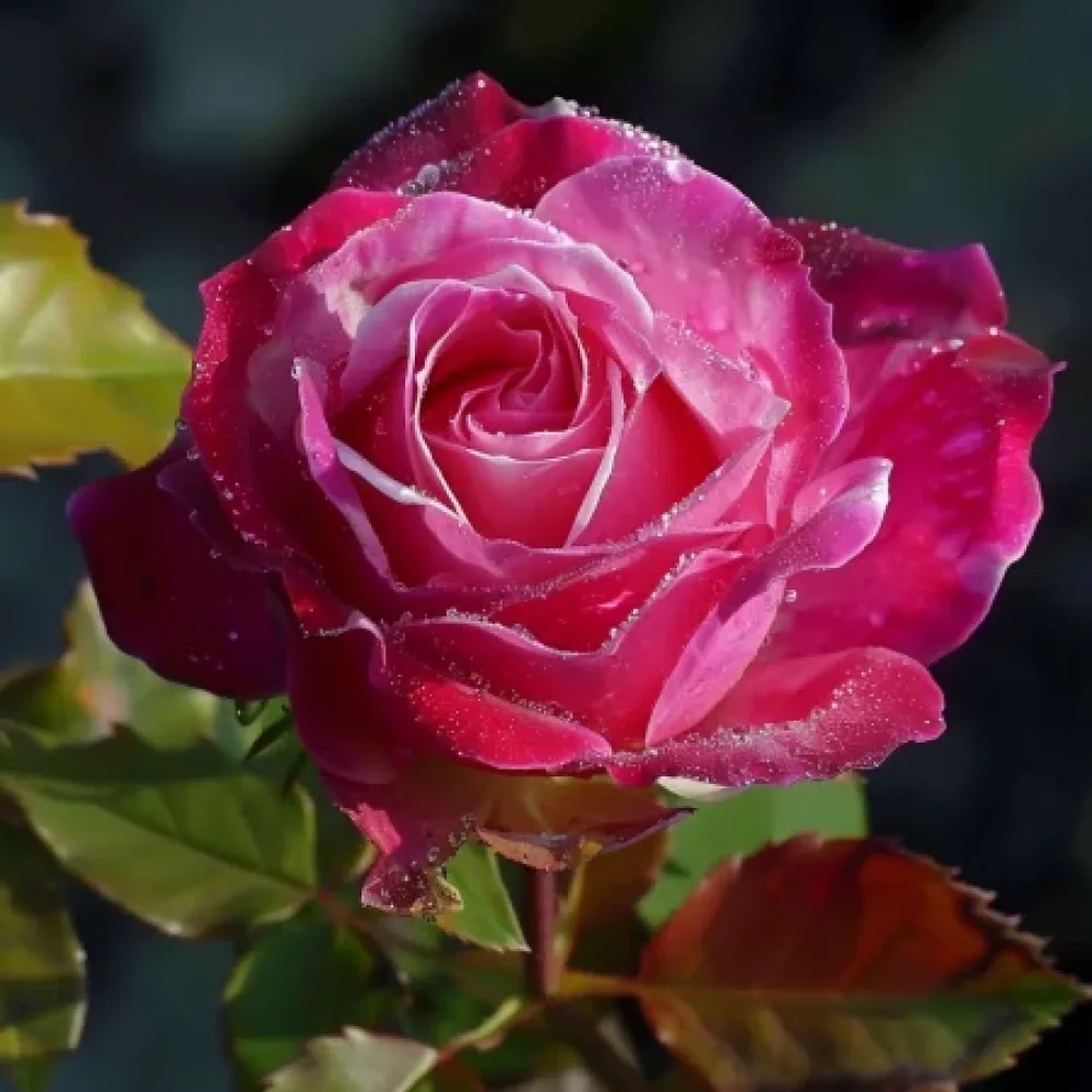 Ros 'Dancing Petal' – barrotad