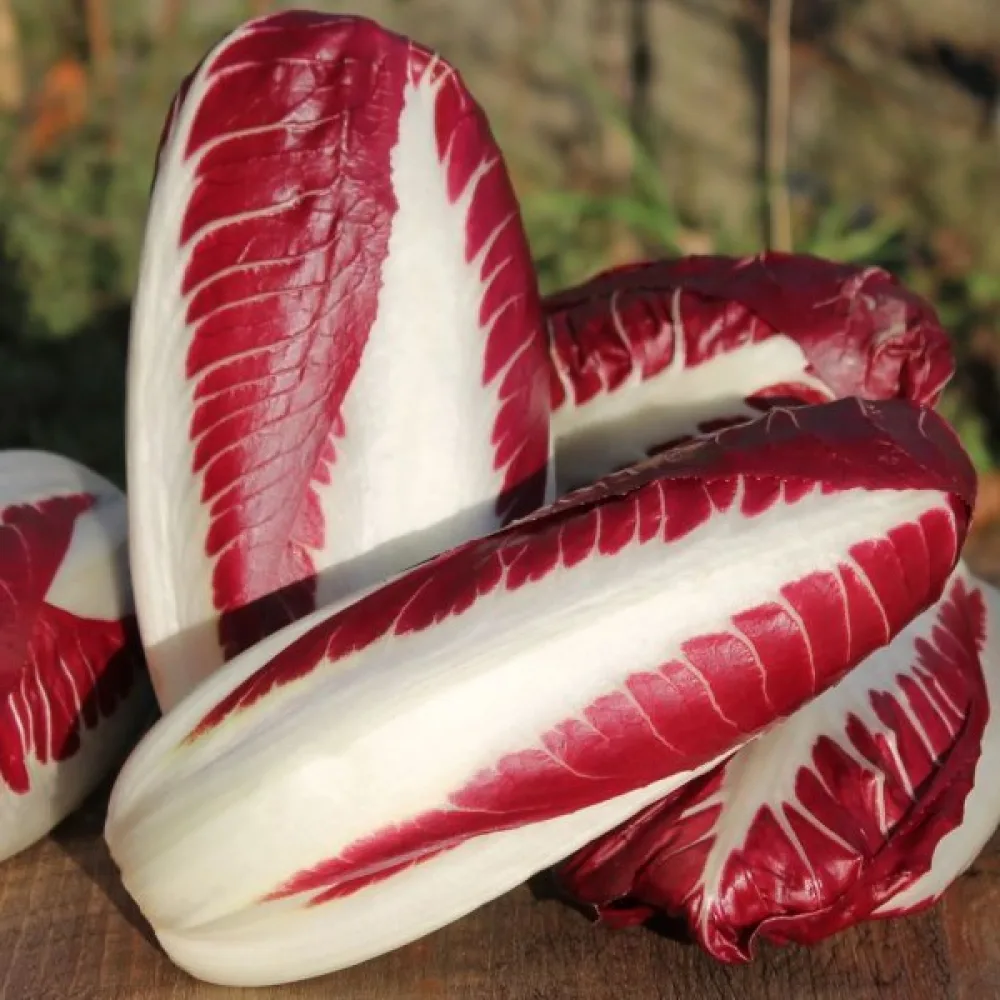 Cikoria 'Rossa di Treviso 3'