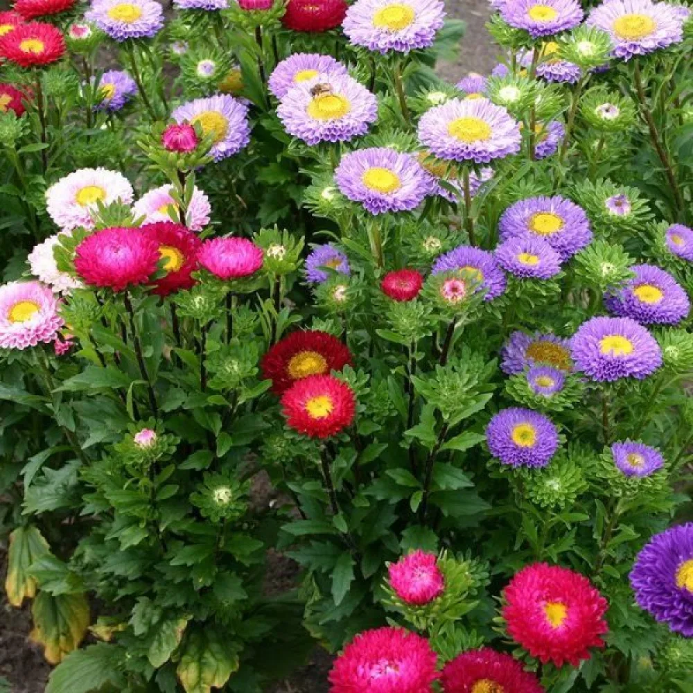 Sommaraster – snittblomsmix