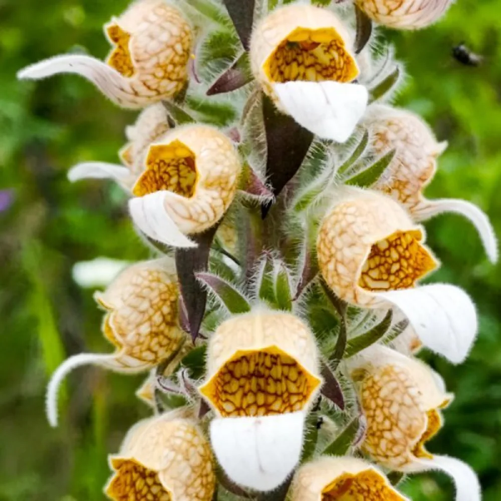 Grekisk fingerborgsblomma