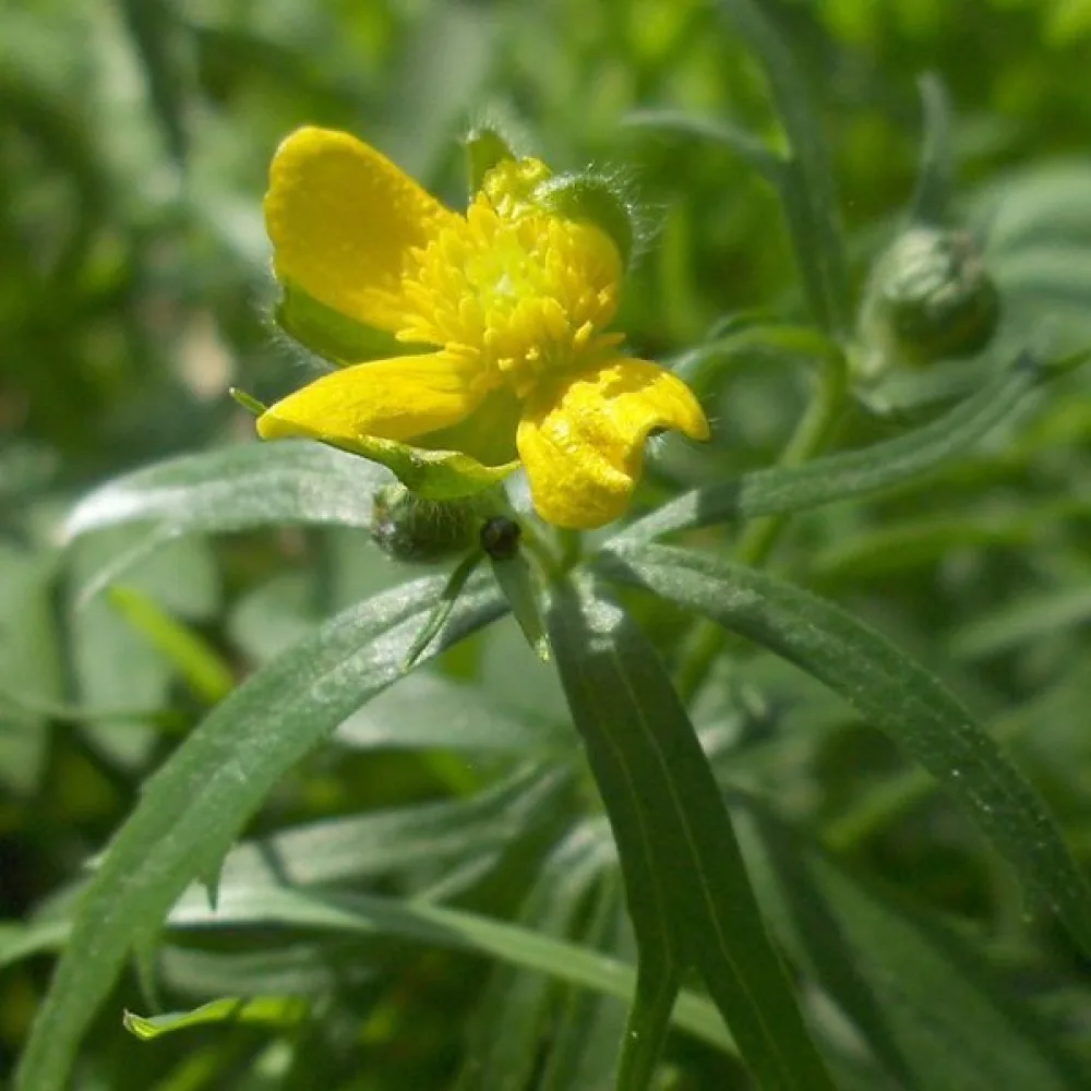 Majsmörblomma
