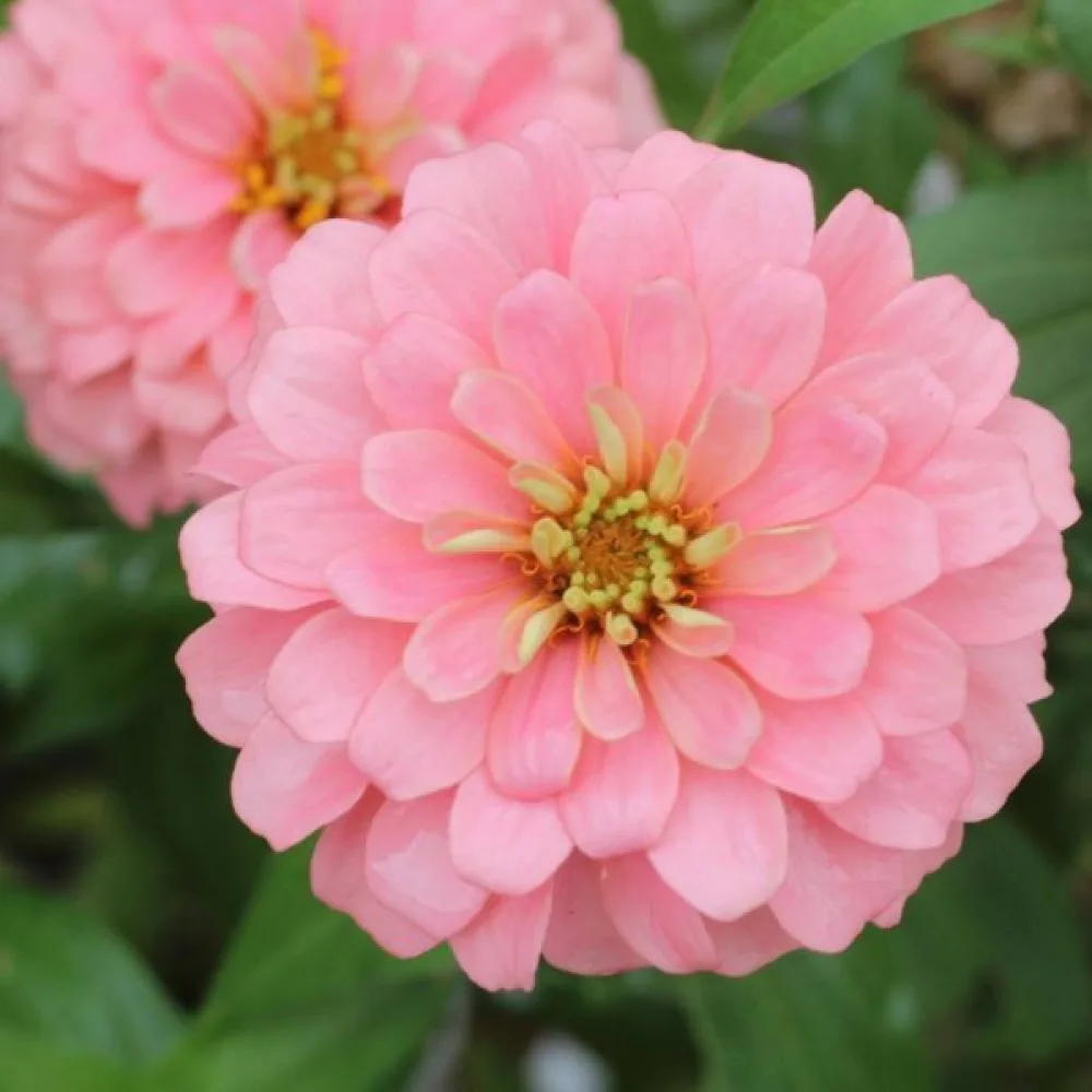 Zinnia 'Exquisite'