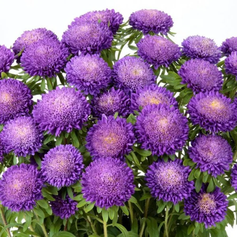 Sommaraster Pompon – violett
