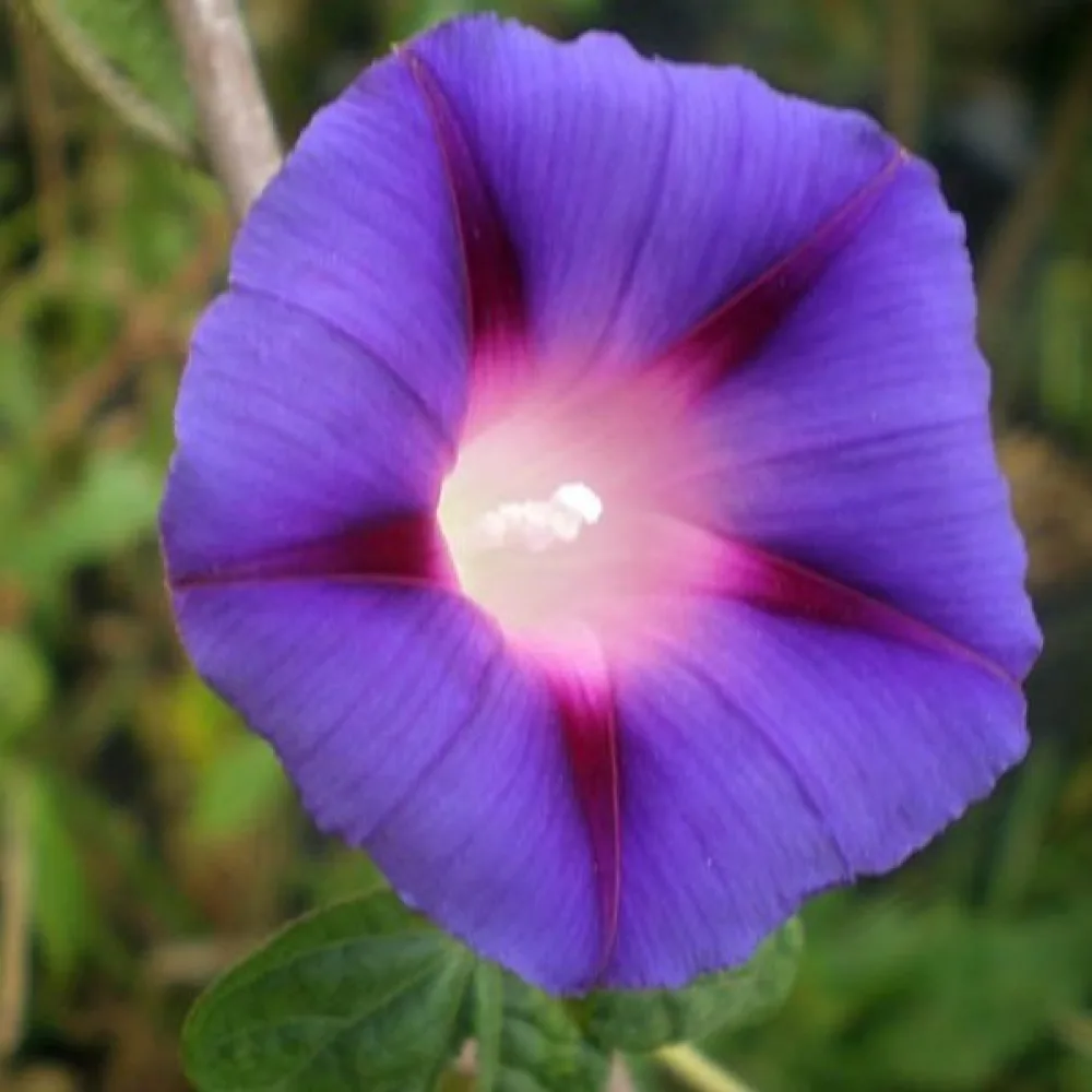 Purpurvinda 'Feringa' – violett