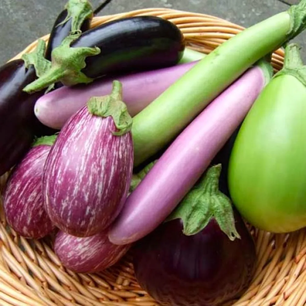 Aubergine, blandning