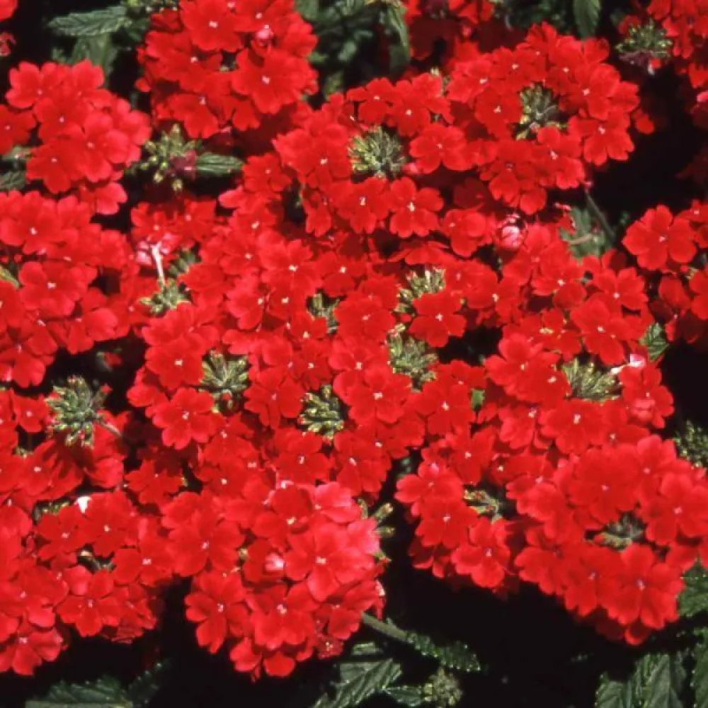 Verbena 'Luzifer'