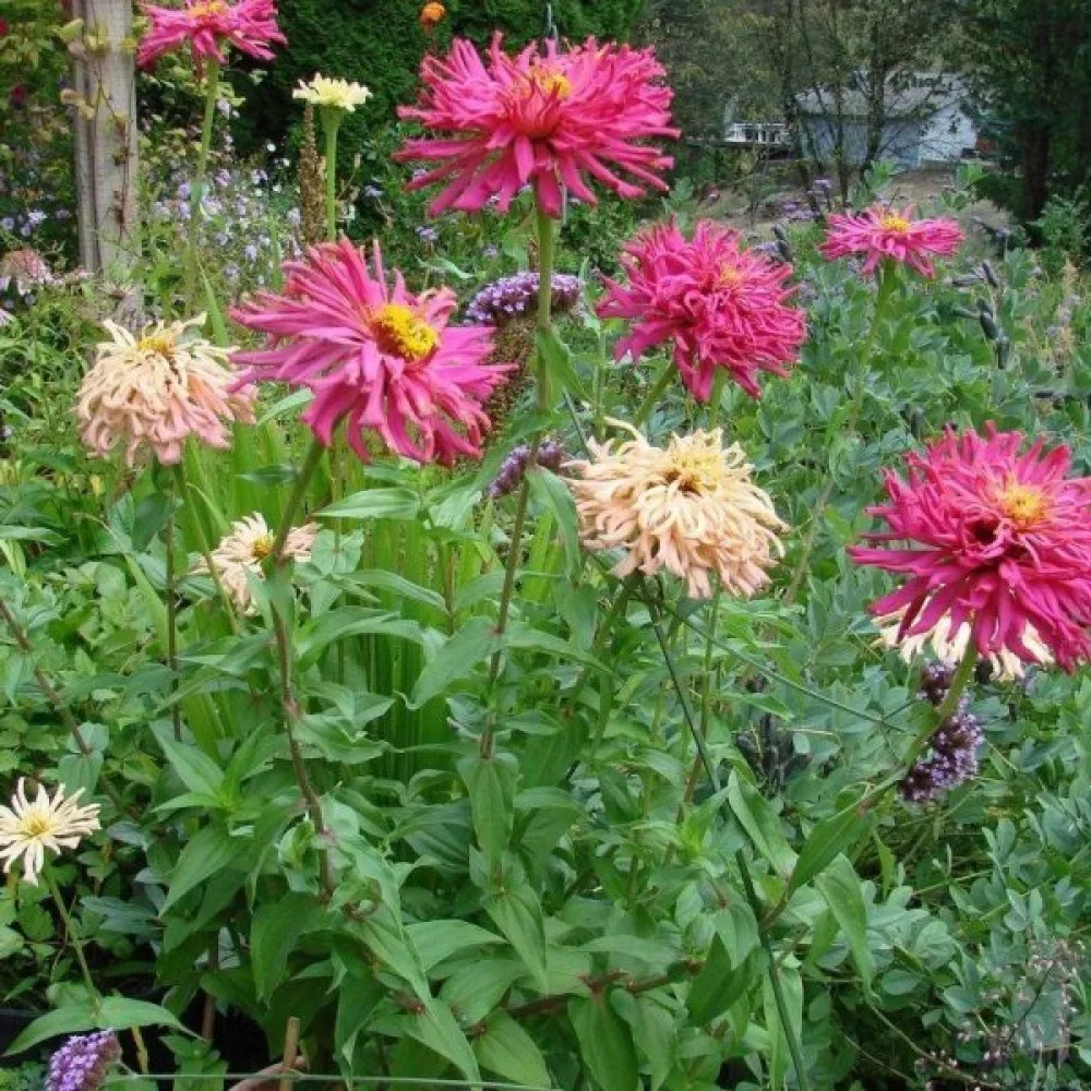 Zinnia, fylld blandning