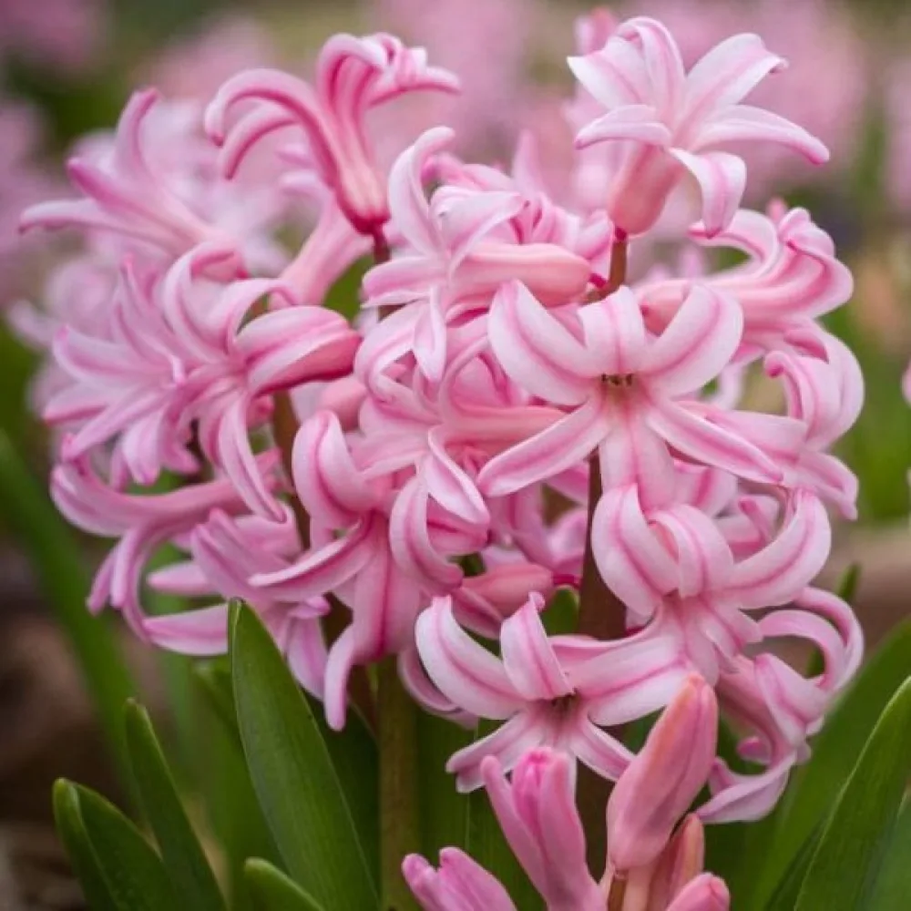 Hyacint 'Fondante'