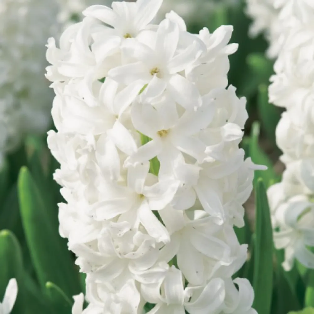 Hyacint 'White Pearl'
