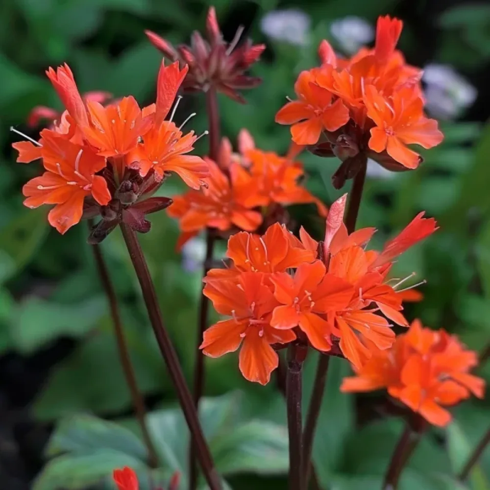 Studentnejlika Lychnis chalcedonica, mix