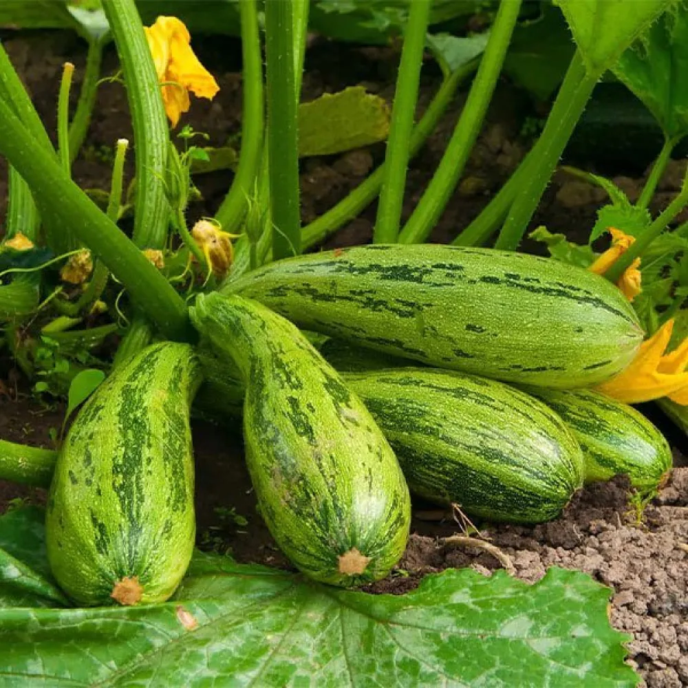 Zucchini 'Nimba'