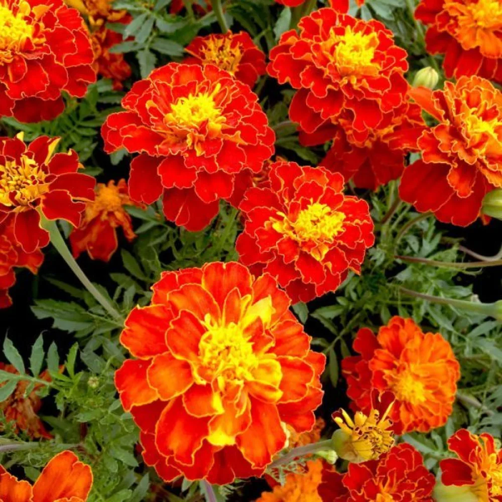 Fransk tagetes 'Carmen'