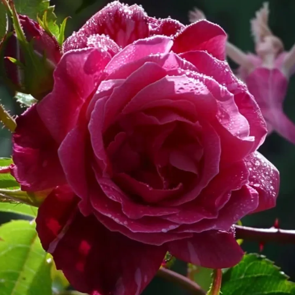 Ros 'Dancing Petal' – barrotad
