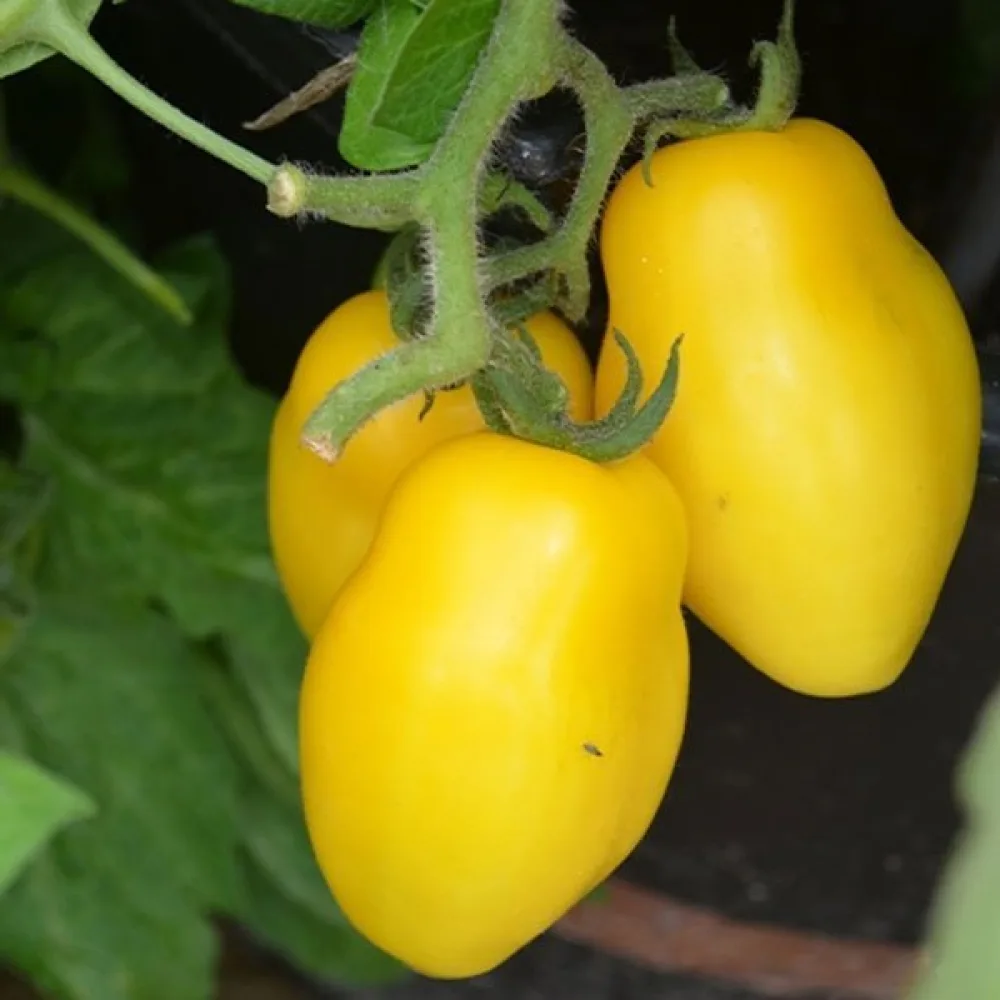 Tomat 'Banana Legs'