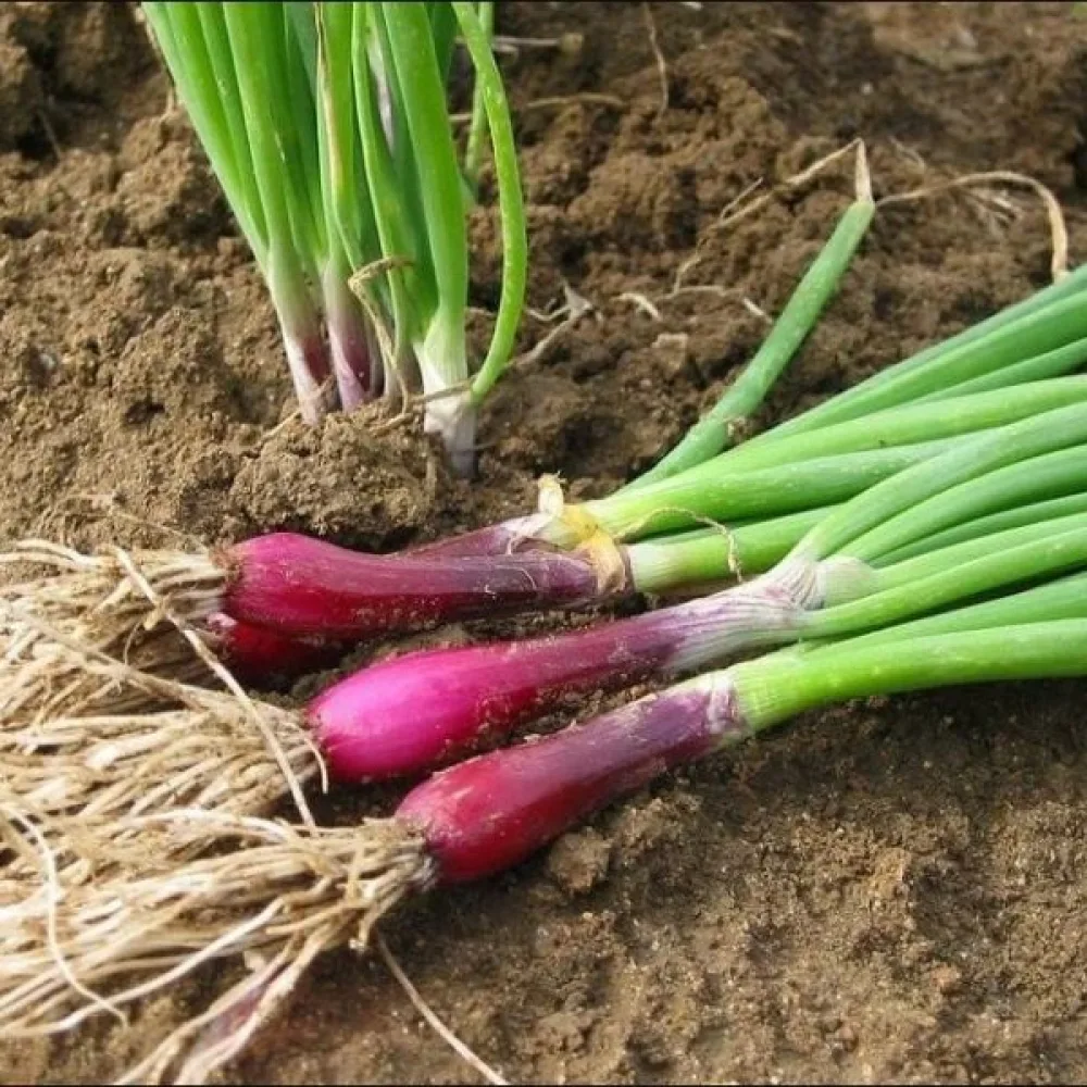 Salladslök 'Commune Rouge'