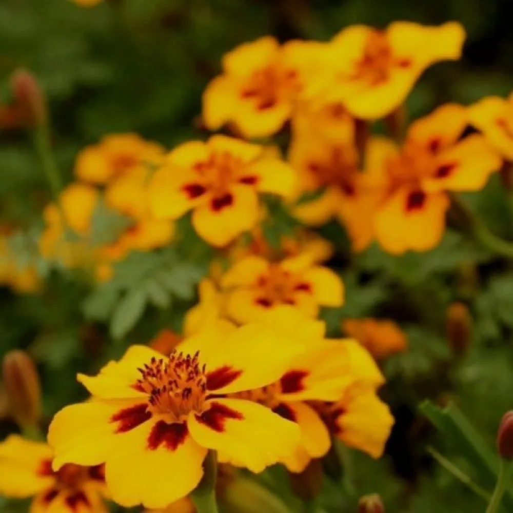 Fransk tagetes 'Pascal'
