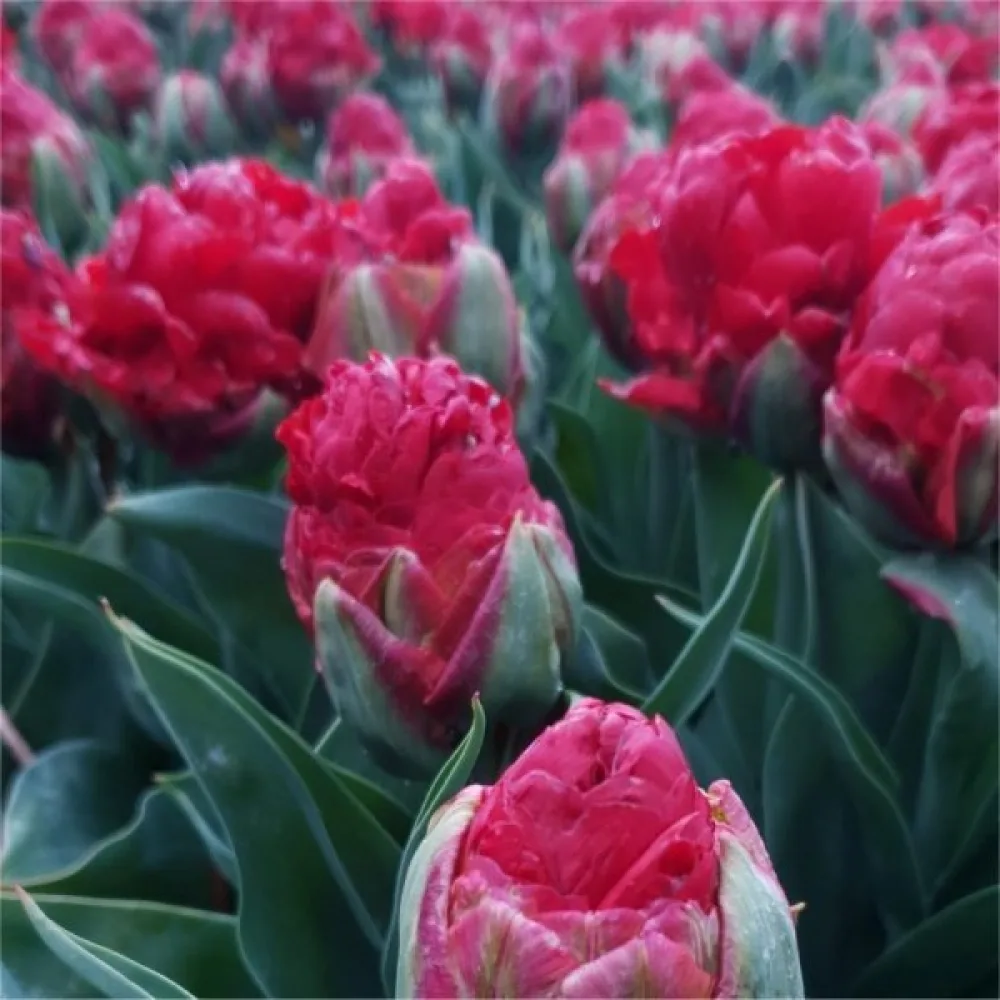 Tulpan 'Ice cream Strawberry'
