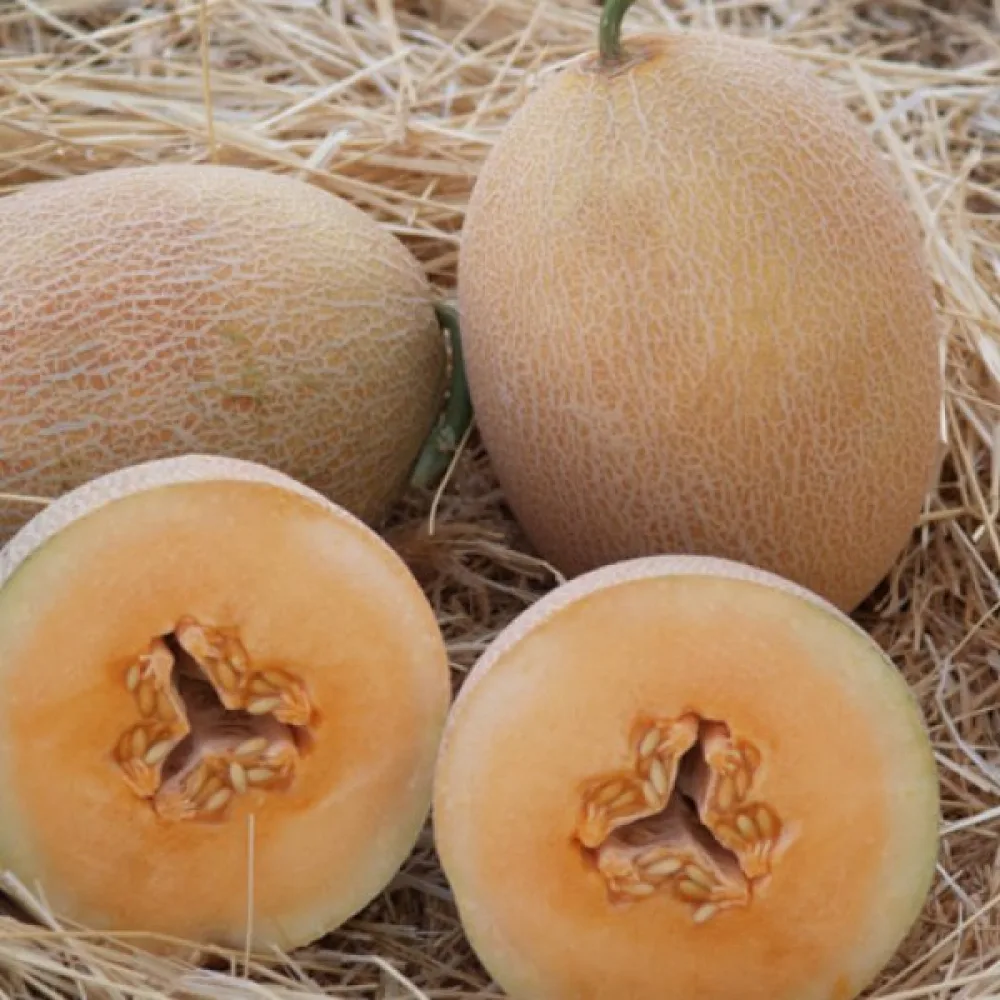 Melon 'Ananas'