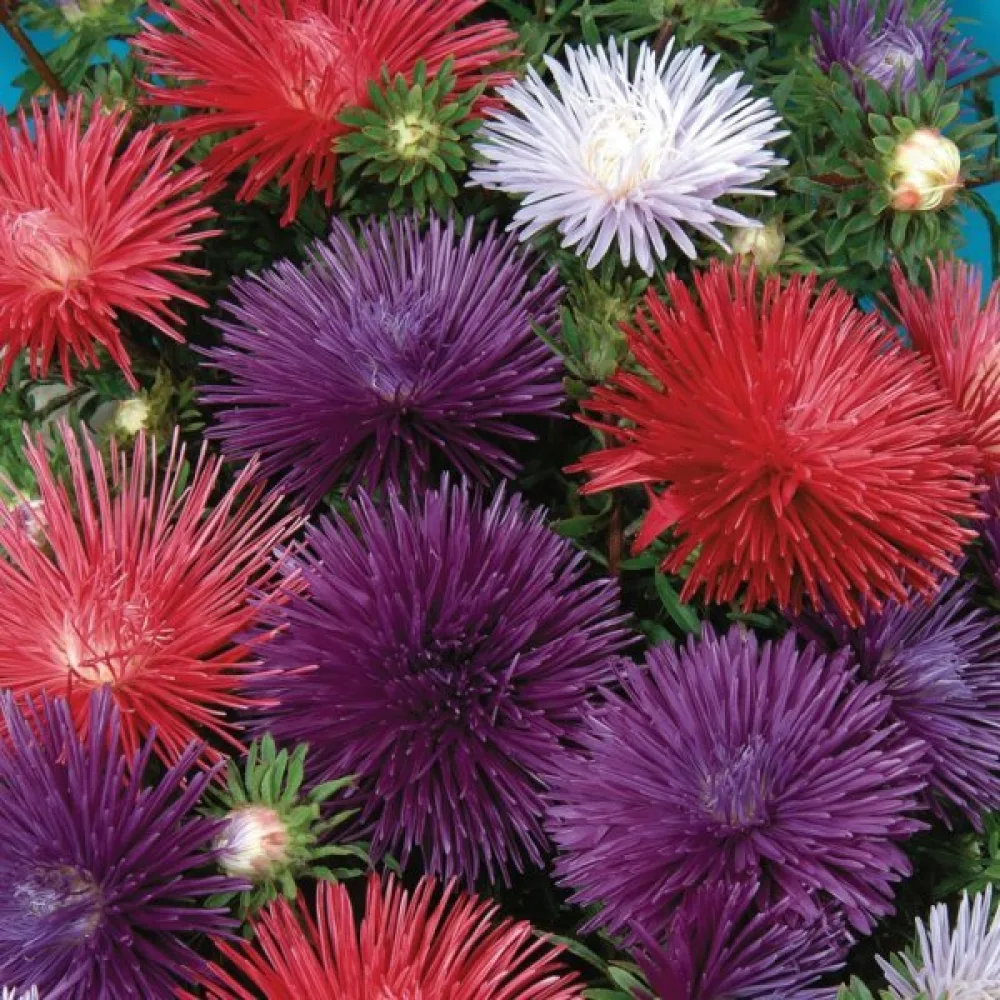 Sommaraster 'Ostrich Plume' mix