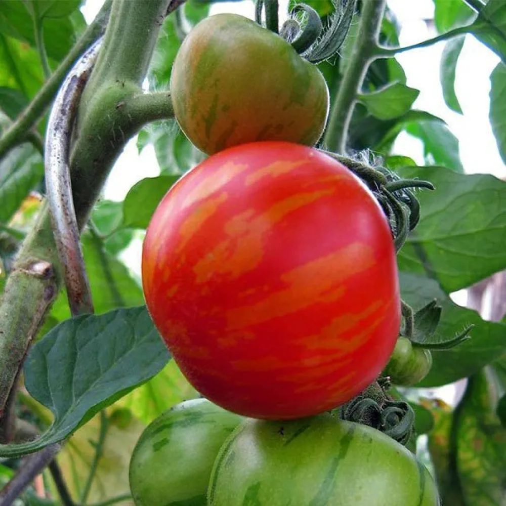 Tomat 'Tigerella'