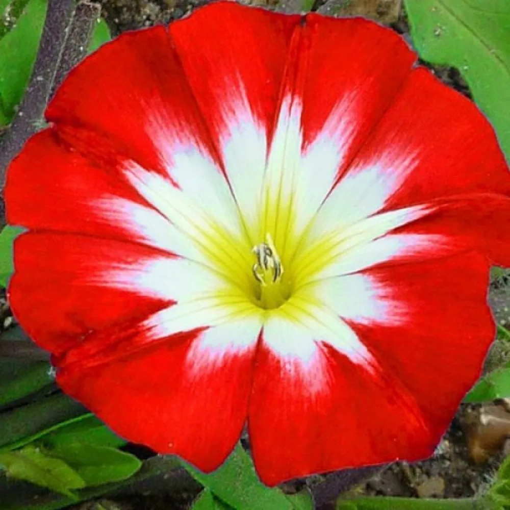 Praktvinda 'Red Ensign'