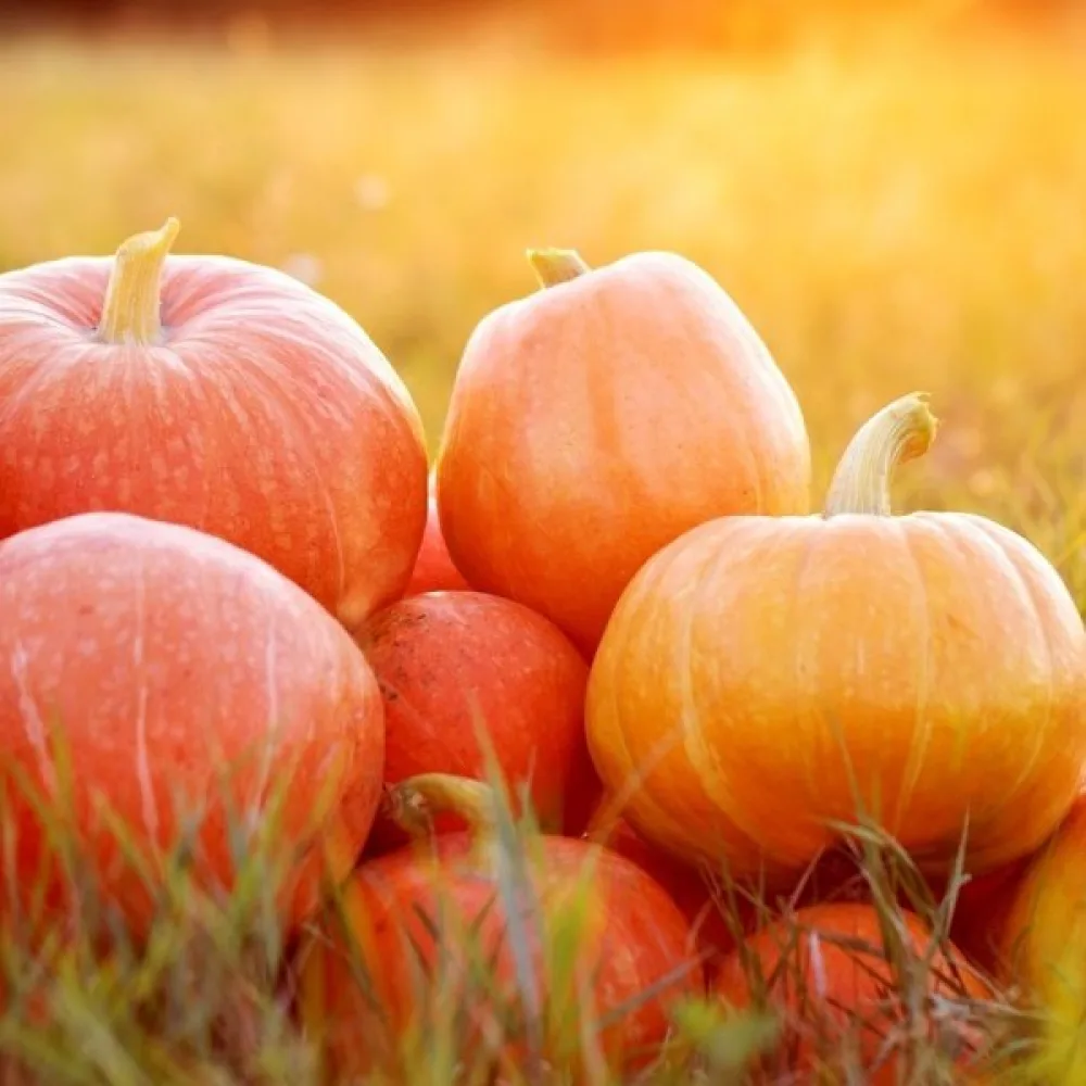 Pumpa 'Bambino'