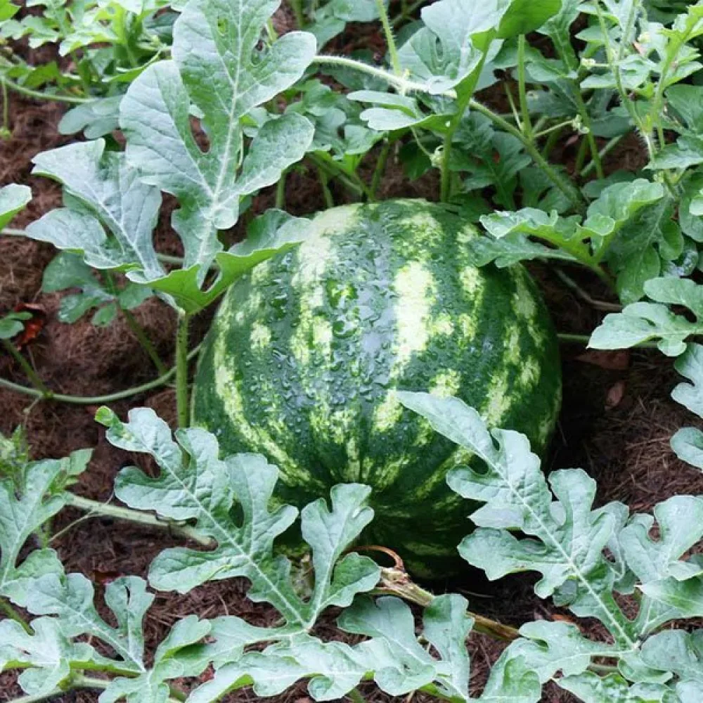 Vattenmelon 'Crimson Sweet' 8–10 kg