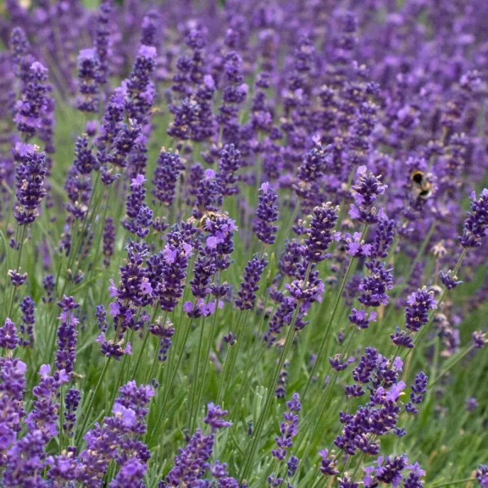 Lavendel 'Hidcote Blue'