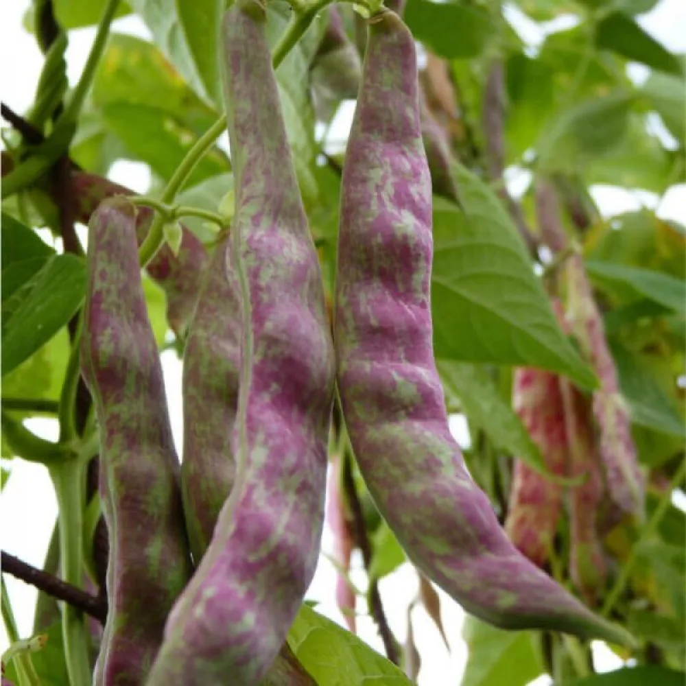Störböna 'Jimenez'