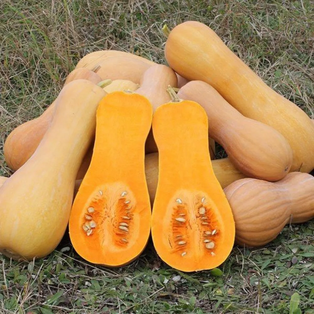 Vinterpumpa 'Waltham Butternut'