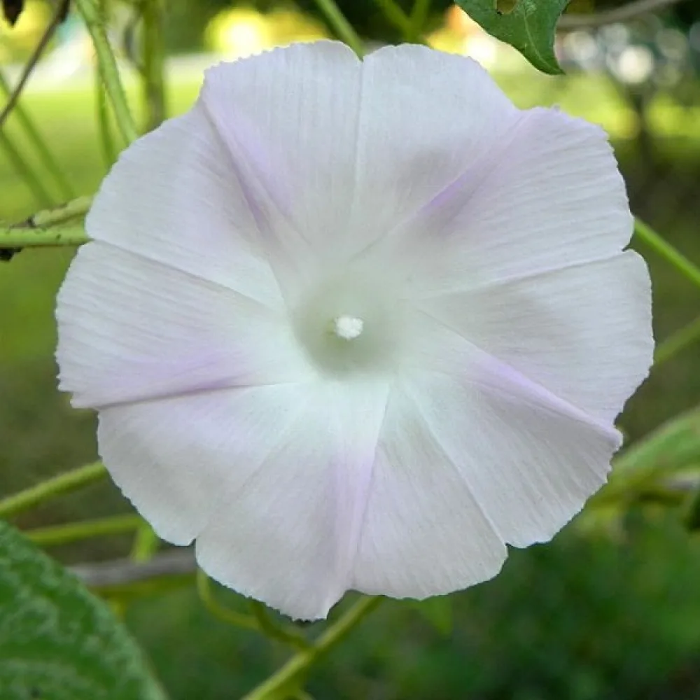 Purpurvinda 'Shiva'