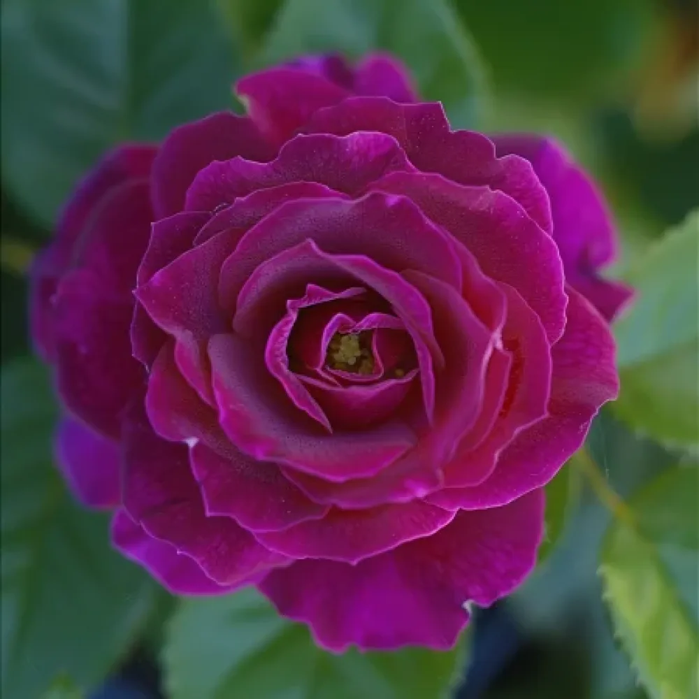 Ros 'Bright Tenderness' – barrotad