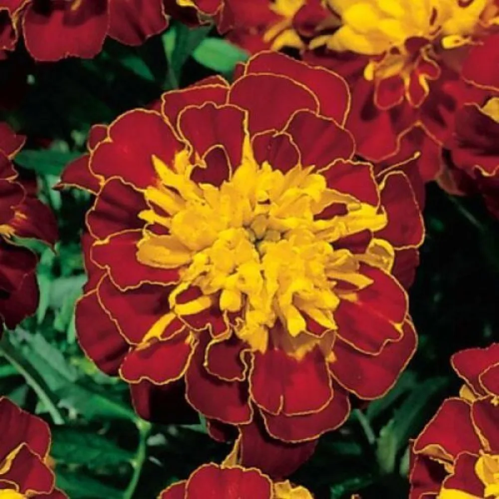 Fransk tagetes 'Boy Spry'
