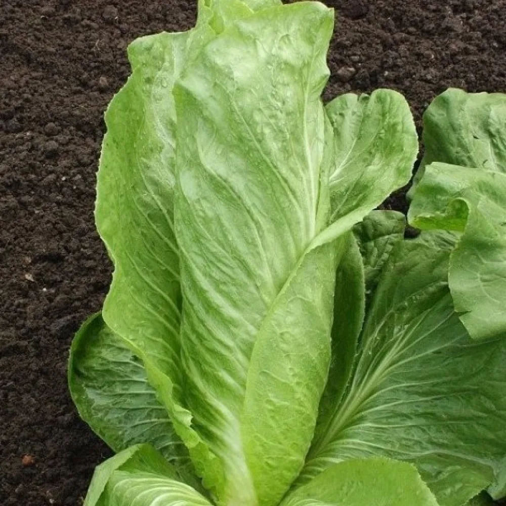 Cikoria 'Zuckerhut'