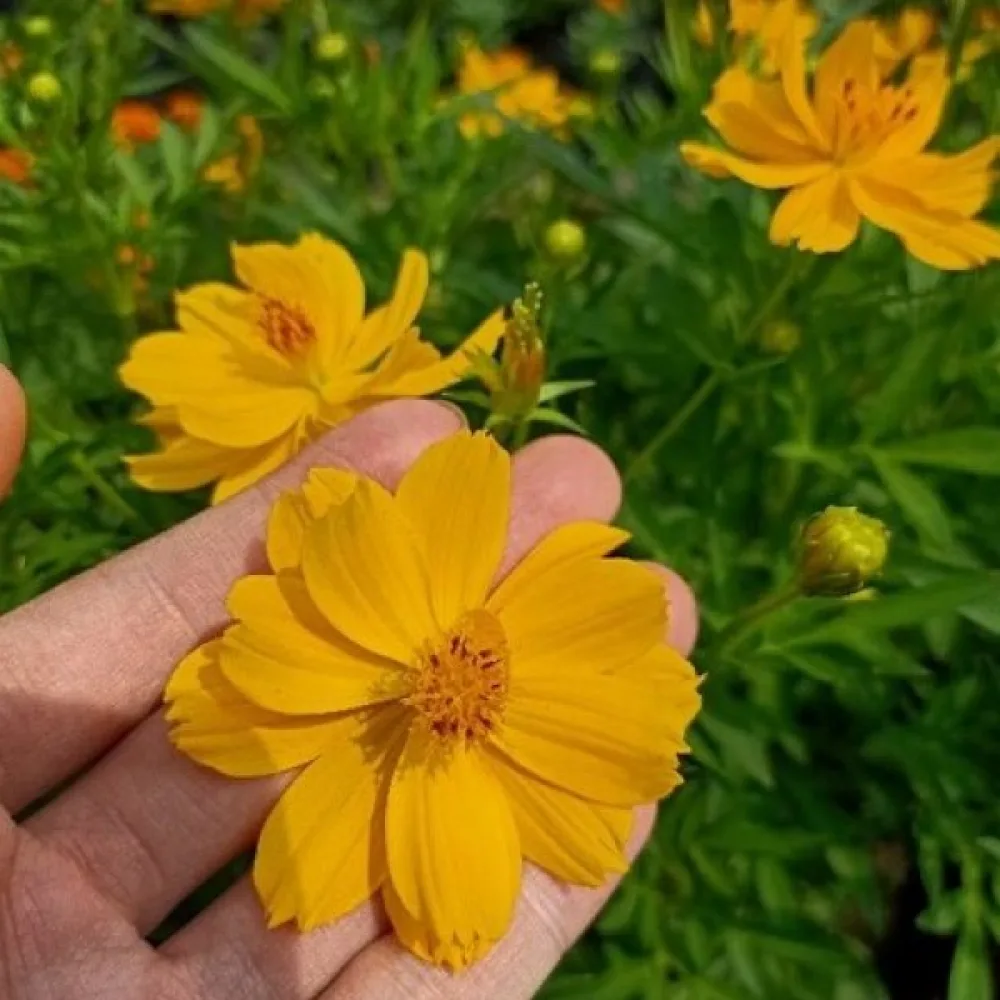 Gul rosenskära 'Goldencrest'